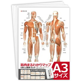楽天市場 かるた カルタ 筋肉かるた 読み上げアプリ付 カード ゲーム 名称 名前 全身 種類 絵札 読み札 筋トレ マッスル マッチョ 送料無料 筋肉家
