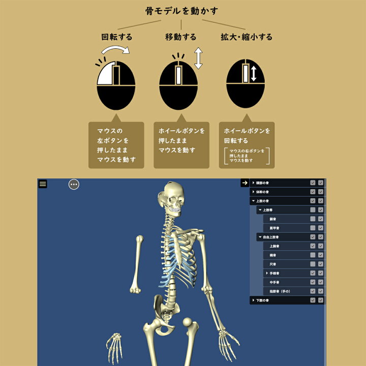 楽天市場 骨 名前 名称 骨を学ぶ３dソフトbone ボーン パソコンソフト Windows Mac 3dcg 骨学 部位 人体 骨格 勉強 学習 日本語 英語 音声 解説 送料無料 キャンペーン 筋肉家