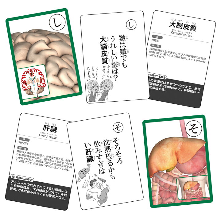 かるた カルタ 「脳と内臓かるた 読み上げアプリ付」 カード ゲーム 名称 名前 絵札 読み札 脳 内臓 イラスト 心臓 神経 解説 送料無料 筋肉家 かるた カルタ 「脳と内臓かるた 読み上げアプリ付」 カード ゲーム 名称 名前 絵札 読み札 脳 内臓 イラスト 心臓 神経 解説 送料無料 キャンペーン