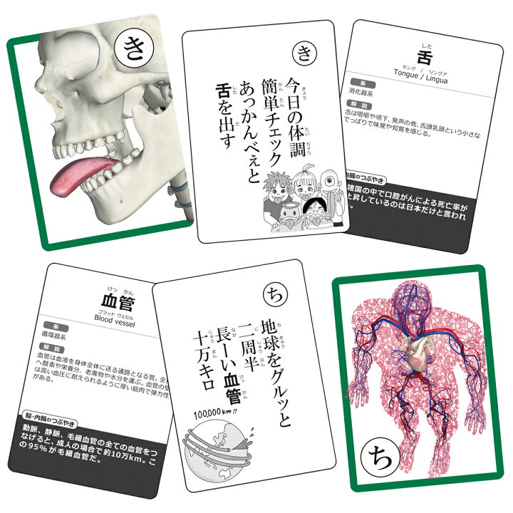 楽天市場 アウトレット かるた カルタ 脳と内臓かるた 読み上げアプリ付 カード ゲーム 名称 名前 絵札 読み札 脳 内臓 イラスト 心臓 神経 解説 送料無料 キャンペーン 筋肉家