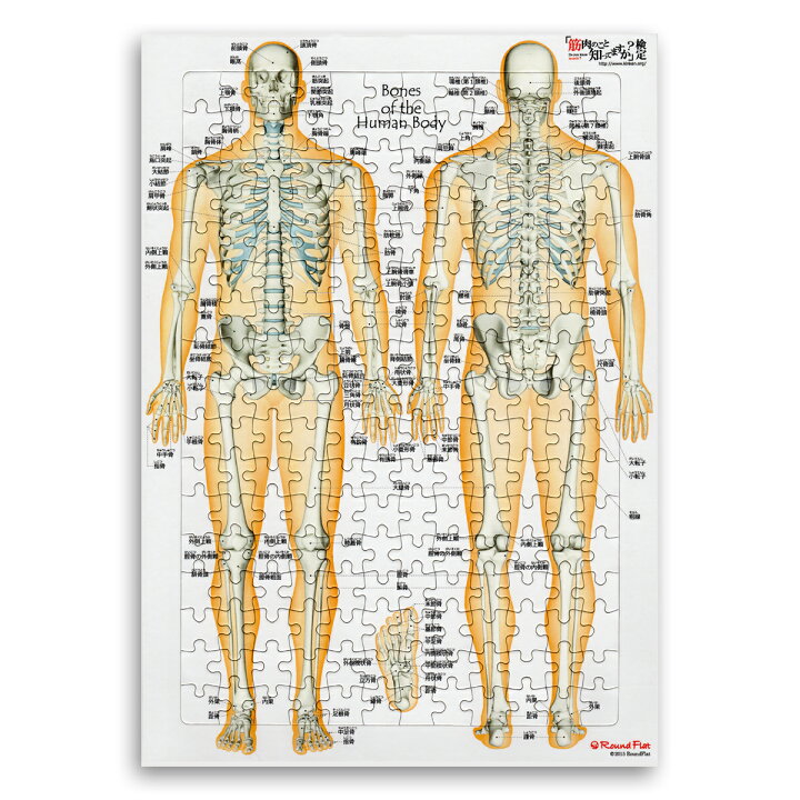 楽天市場 ジグソーパズル 全身の骨 日本語名称付 骨ジグソーパズル B4サイズ 4ピース 送料無料 キャンペーン 筋肉家