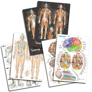 l O ~ uؓƊ֐߁]@l̂܂킩V[g3Zbgv ׋ wK o A4TCY ʃJ[ vX`bN ËL yӂ肪ȕtz Ly[