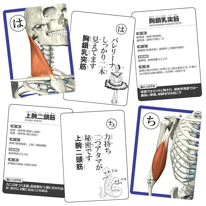 楽天市場 かるた カルタ 筋肉かるた 読み上げアプリ付 カード ゲーム 名称 名前 全身 種類 絵札 読み札 筋トレ マッスル マッチョ 送料無料 筋肉家