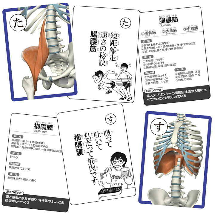 楽天市場 かるた カルタ 筋肉かるた 読み上げアプリ付 カード ゲーム 名称 名前 全身 種類 絵札 読み札 筋トレ マッスル マッチョ 送料無料 筋肉家