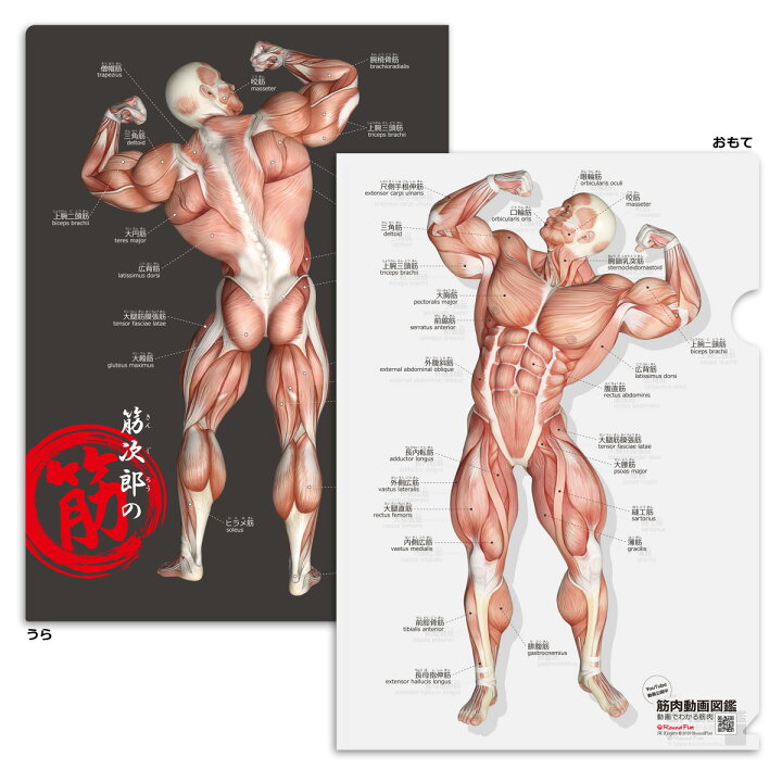 楽天市場 クリアファイル 筋肉 筋次郎の筋 クリアファイル サイズ 両面カラー 解剖学 名称 名前 送料無料 キャンペーン 筋肉家