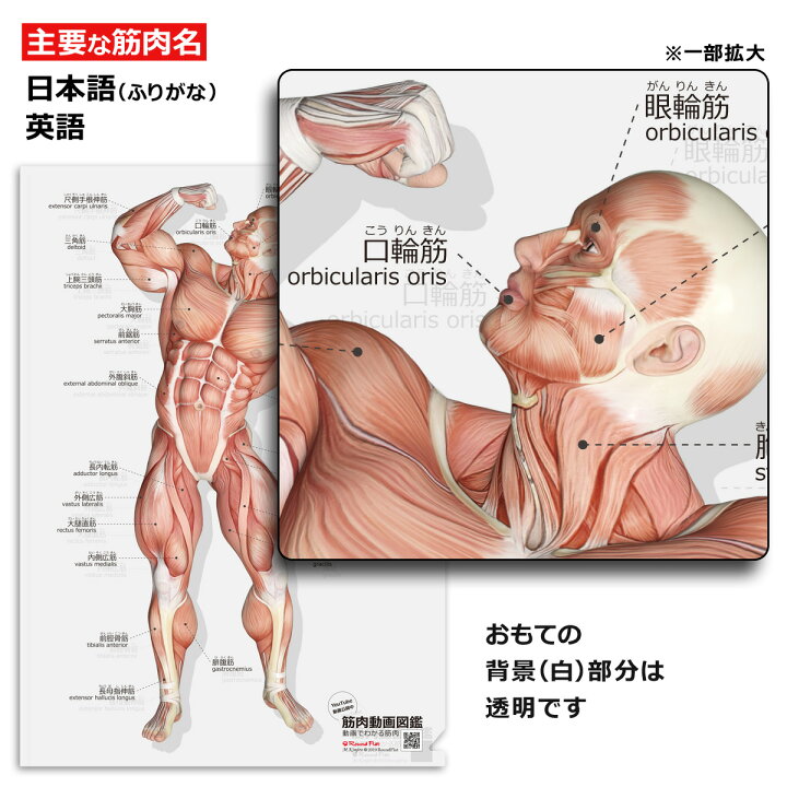 楽天市場 クリアファイル 筋肉 骨 ポーズ 筋次郎コレクション１ｄx クリアファイル５枚セット A４サイズ フルカラー 両面デザイン 解剖学 名称 名前 送料無料 筋肉家