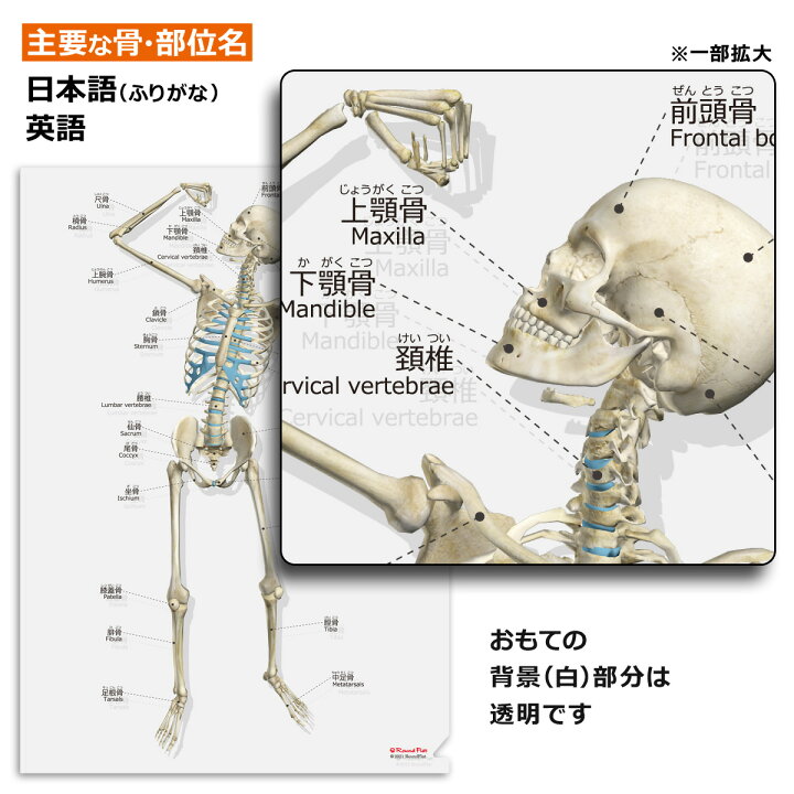 新作グッ セットでお得5 Off 筋肉 改訂版 骨と関節 人体まるわかりシート２枚セット ふりがな付き 割引前単品合計税込価格1 540円 Materialworldblog Com