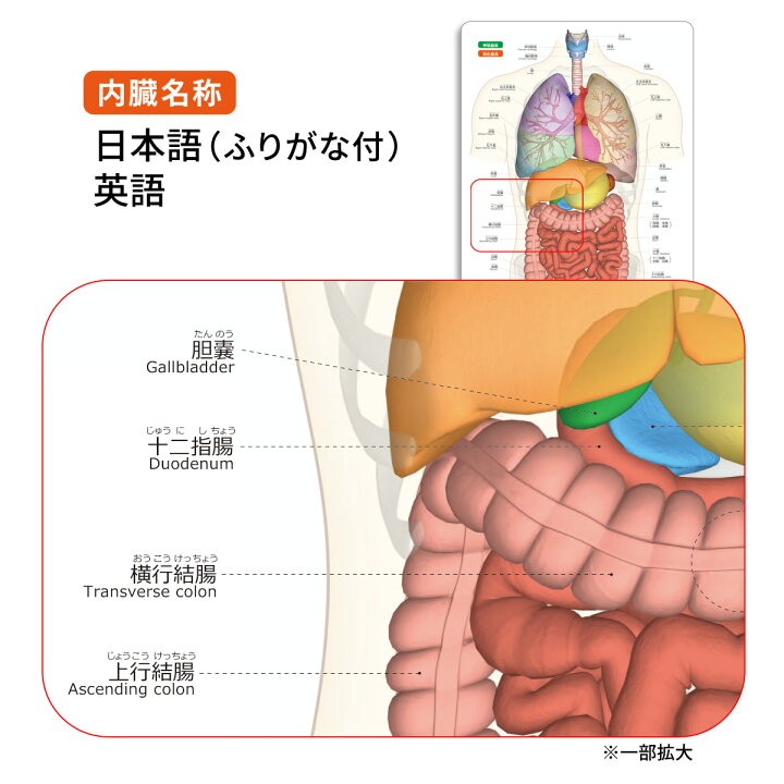 楽天市場 内臓 名前 下敷き 内臓まるわかりシート ふりがな 英語 勉強 学習 覚える サイズ 両面カラー プラスチック 暗記 送料無料 筋肉家 楽天市場 内臓 名前 下敷き 内臓まるわかりシート ふりがな 英語 勉強 学習 覚える サイズ 両面カラー プラスチック 暗記 送料無料 筋肉家