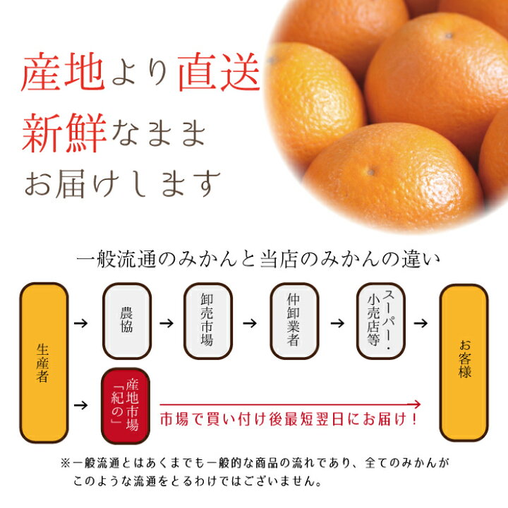 楽天市場】国産 バレンシアオレンジ 送料無料【 L/2L/3L(中玉から大玉 