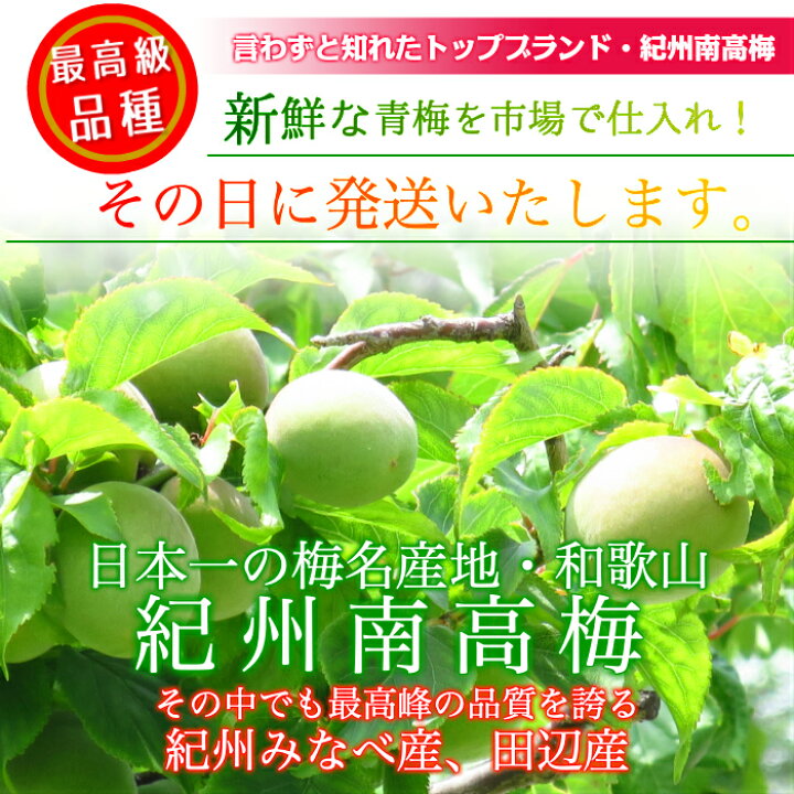 楽天市場】南高梅 青梅 送料無料 【本場紀州産】【 4L サイズ 10kg 