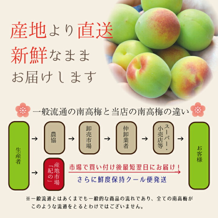 楽天市場 南高梅 青梅 送料無料 本場紀州産 秀品 3l サイズ 2kg 産地の市場で厳選したブランド梅を その日のうちに丁寧に手詰めし発送致します 和歌山産 みなべ 田辺 予約梅酒用 梅シロップ用 梅ジュース用 生梅 梅 大玉 大粒 紀の 紀州の旬マルシェ 紀の
