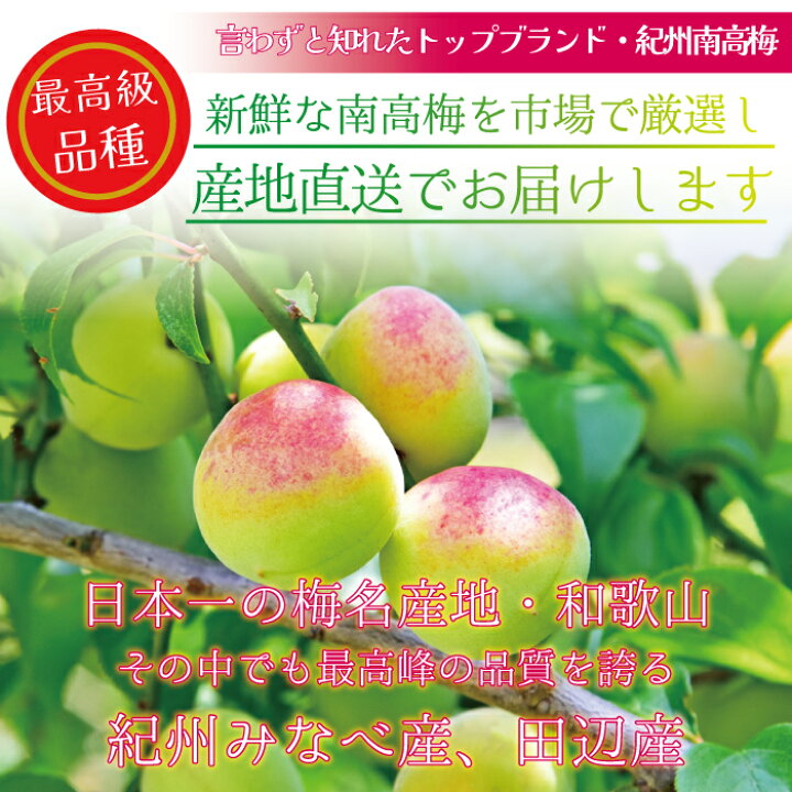 楽天市場】ほんのり熟した木熟南高梅 中熟 2L 中粒 家庭用 本場紀州 