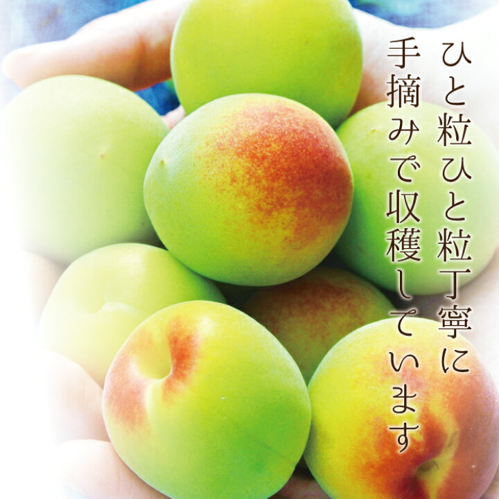楽天市場】南高梅 青梅 本場紀州産 クール便 送料無料【 3L サイズ 3kg 