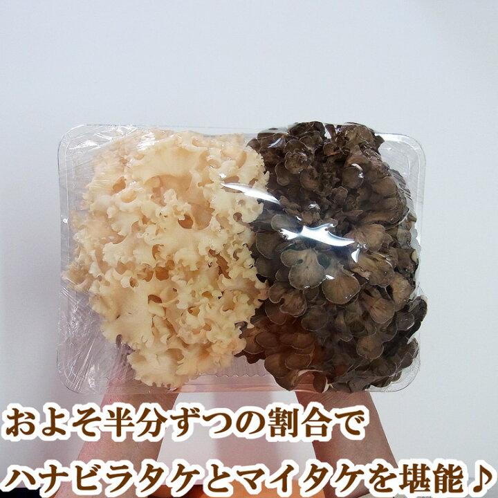 ハナビラタケ マイタケ 詰め合わせ 花びら茸 栽培直送 500g 生鮮 きのこ 舞茸 まいたけ 鮮度抜群 コリコリ食感 無農薬栽培 炒め料理 はなびら たけ