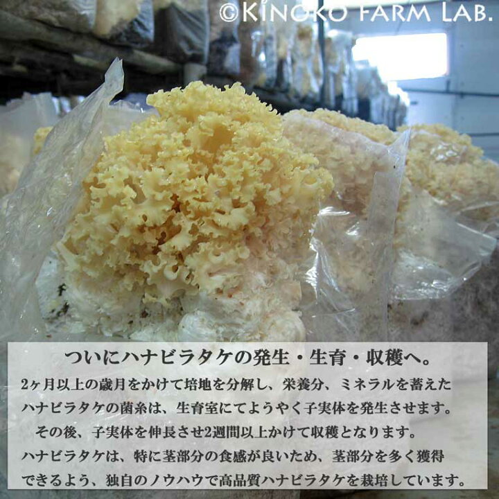 海外限定 きのこ 花びら茸300g 冷蔵便 Supplystudies Com