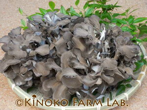 }C^P (400g) Ni uߗ ܂ VՂ X[v X` uߕ ̂ LmR MXtNV MDtNV _CGbg OJ   Ɖu @pbNi