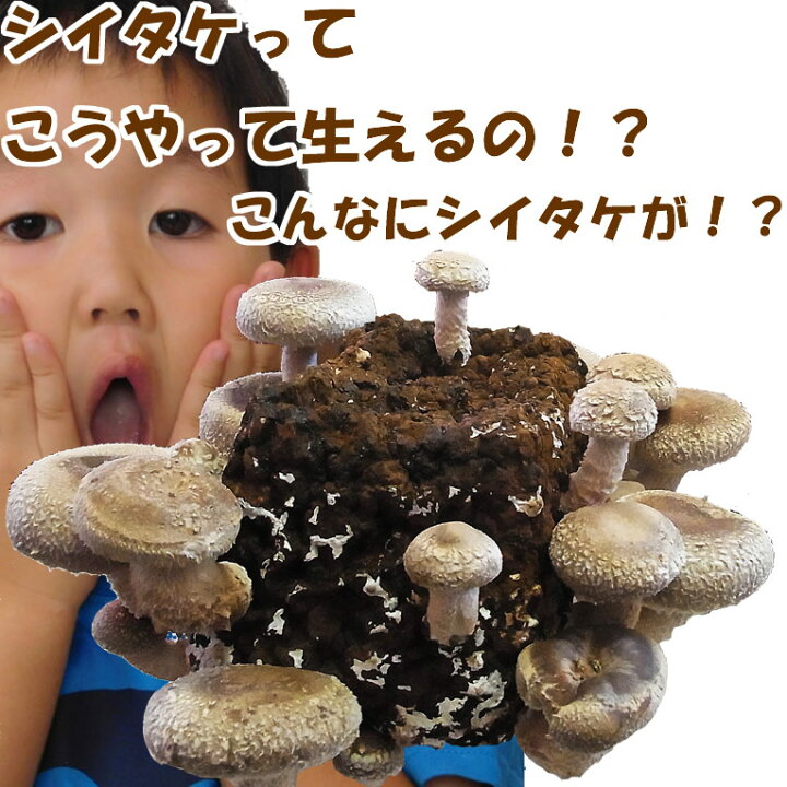 楽天市場】しいたけ 栽培キット 菌 粉末 菌床 栽培 収穫 きのこ 栽培 