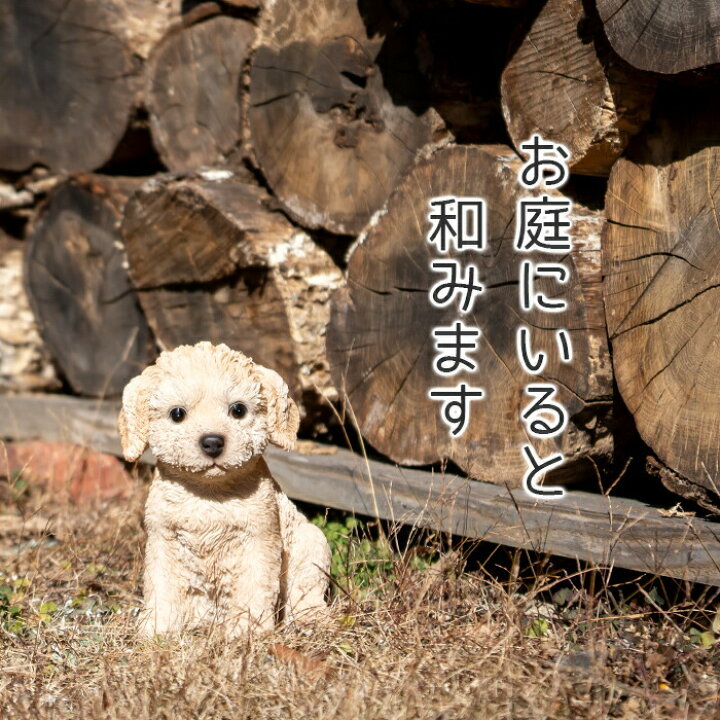 楽天市場】ちょこんと座るわんこ《仔犬 プードル (19.8cm 