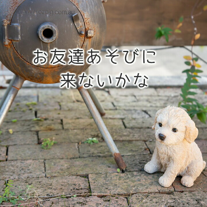 楽天市場】ちょこんと座るわんこ《仔犬 プードル (19.8cm 