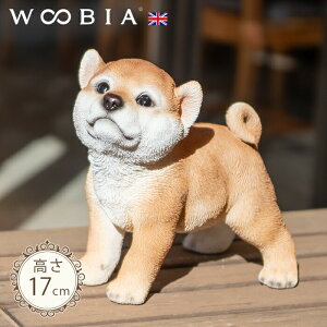 グ񂱁s Hc (17cm)tk WOOBIA E[rA K[fjO  u q k  K[fG  K[fjOG 킢  A i`   O IuWF 