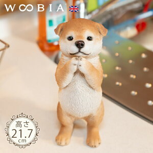 ˂肷񂱁s Hc (21.7cm)tk WOOBIA E[rA K[fjO  u q k  K[fG  K[fjOG 킢  A i`   O I