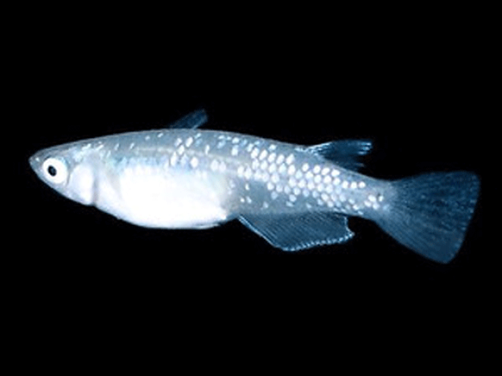 卸売り メダカ 黒幹之めだか 稚魚匹 Shipsctc Org 卸売り メダカ 黒幹之めだか 稚魚匹 Shipsctc Org