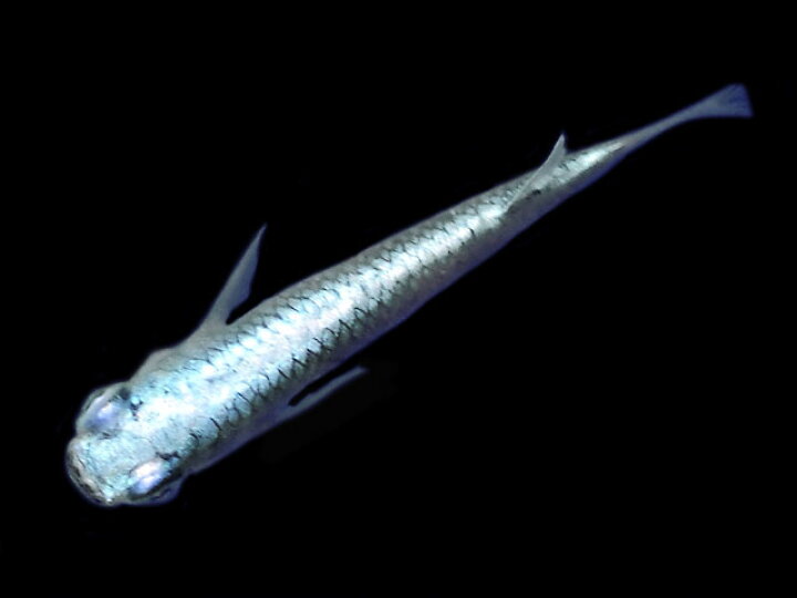 楽天市場 めだか メダカ 青みゆき 鉄仮面 直仔 未選別稚魚 10匹 お一人様1セット限定 紀の国めだか 楽天市場店