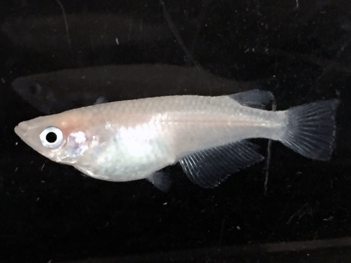 楽天市場 めだか メダカ ピュアホワイトメダカ 未選別稚魚 匹 ピュアホワイトめだか 白めだか 淡水魚 紀の国めだか 紀の国めだか 楽天市場店 楽天市場 めだか メダカ ピュアホワイトメダカ 未選別稚魚 匹 ピュアホワイトめだか 白めだか 淡水魚 紀の国めだか 紀の国めだか 楽天市場店