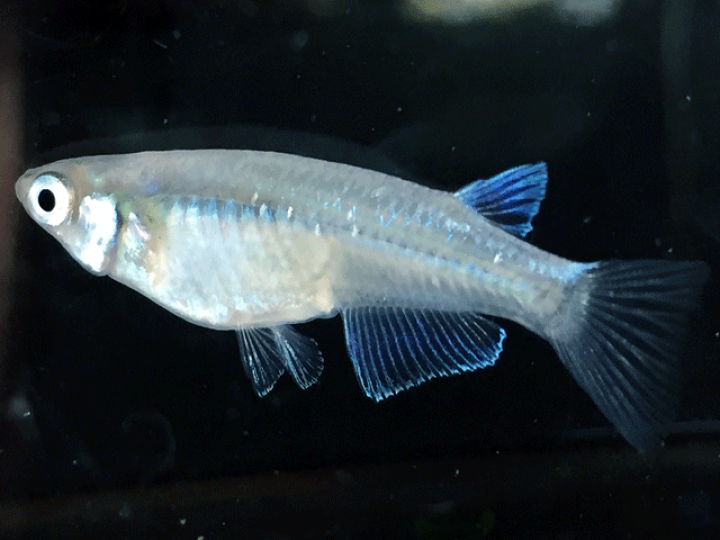 楽天市場 めだか メダカ 青幹之 みゆき メダカ スーパー光直仔 未選別稚魚 Ss Sサイズ 10匹 お一人様1セット限定 紀の国めだか 楽天市場店