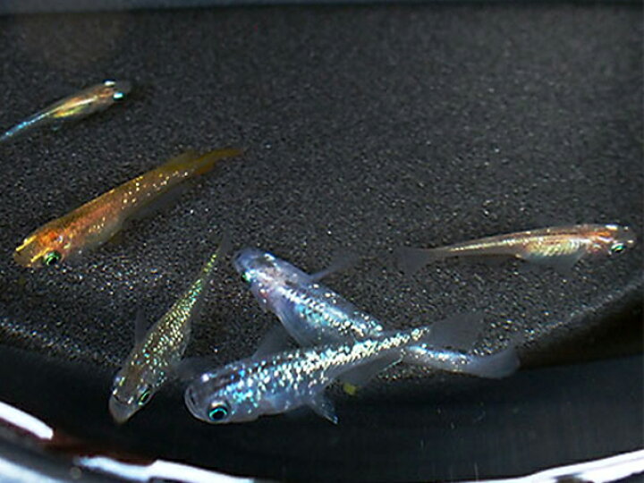 楽天市場】虹色ラメめだかミックス 未選別稚魚 5匹【お一人様2セット限定】 : 紀の国めだか 楽天市場店 楽天市場】虹色ラメめだかミックス 未選別稚魚 5匹【お一人様2セット限定】 : 紀の国めだか 楽天市場店