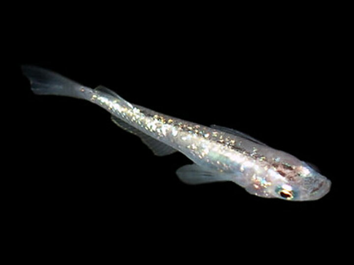 楽天市場】虹色ラメめだかミックス 未選別稚魚 5匹【お一人様2セット限定】 : 紀の国めだか 楽天市場店 楽天市場】虹色ラメめだかミックス 未選別稚魚 5匹【お一人様2セット限定】 : 紀の国めだか 楽天市場店