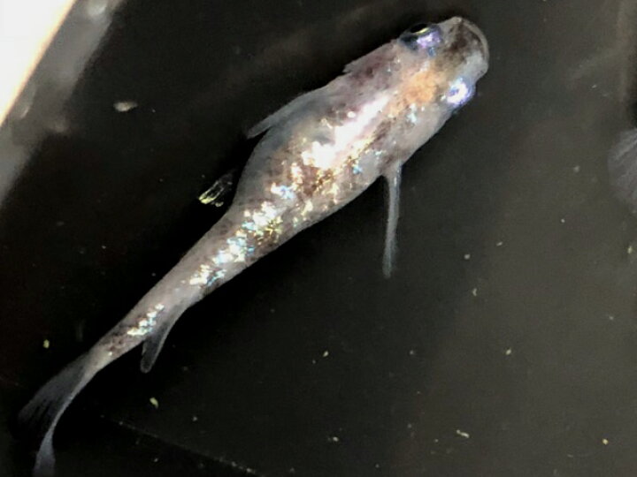 楽天市場 メダカ 白ブチラメ 虹色ラメ みゆき 未選別稚魚 10匹 赤 ぶち 斑 ラメ 虹色 幹之 淡水魚 紀の国めだか 楽天市場店