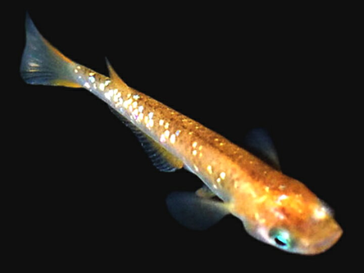 楽天市場 メダカ 赤ブチラメ 虹色ラメ みゆき 未選別稚魚 10匹 赤 ぶち 斑 ラメ 虹色 幹之 淡水魚 紀の国めだか 楽天市場店 楽天市場 メダカ 赤ブチラメ 虹色ラメ みゆき 未選別稚魚 10匹 赤 ぶち 斑 ラメ 虹色 幹之 淡水魚 紀の国めだか 楽天市場店