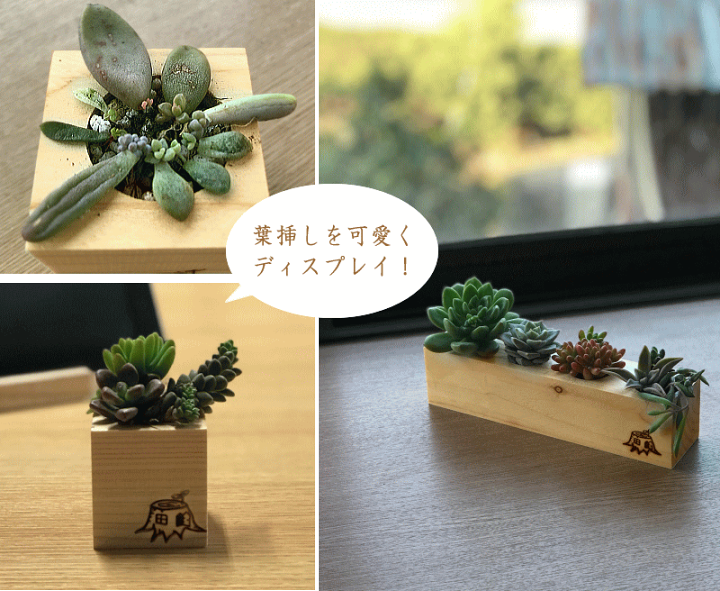 楽天市場】大山ひのきキューブポット 4holes 多肉植物用 木製 楽天市場】大山ひのきキューブポット 4holes 多肉植物用 木製