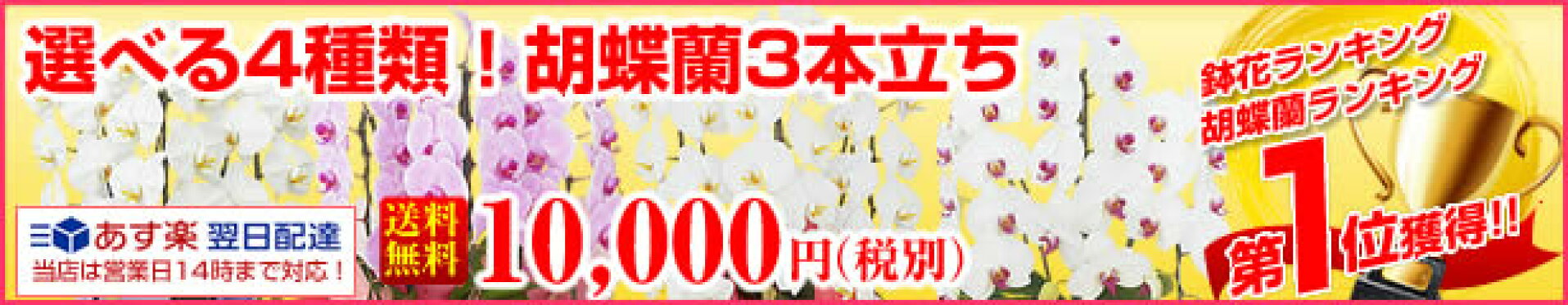 選べる3種！胡蝶蘭3本立ち　10,000円