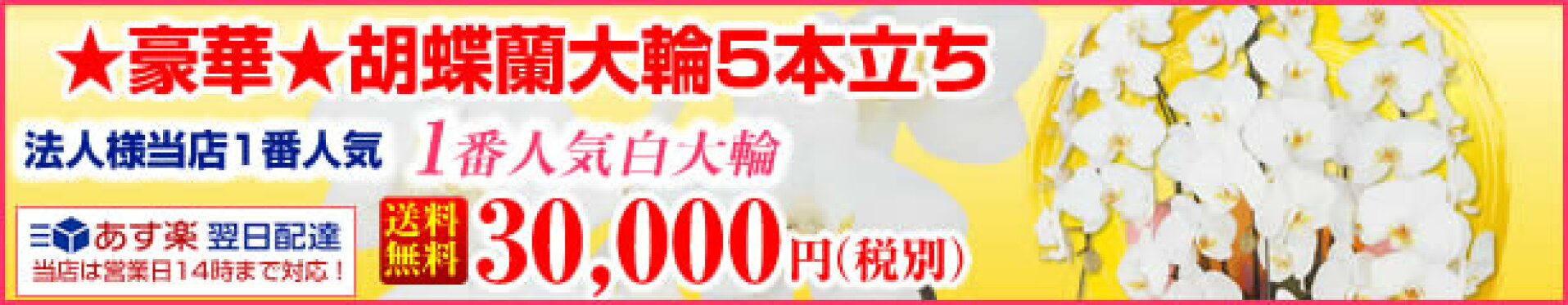 豪華！胡蝶蘭5本立ち　30,000円