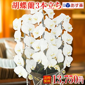 生花 胡蝶蘭 ピンクの人気商品 通販 価格比較 価格 Com