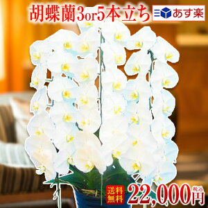 生花 胡蝶蘭 3本の人気商品 通販 価格比較 価格 Com