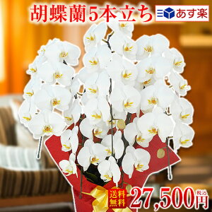 生花 胡蝶蘭 5本の人気商品 通販 価格比較 価格 Com