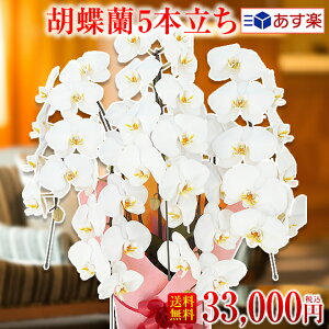 ミディ 胡蝶蘭の人気商品 通販 価格比較 価格 Com