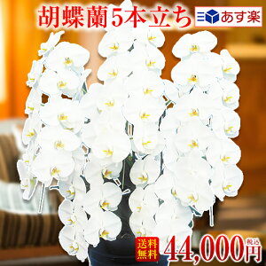 ミディ 胡蝶蘭の人気商品 通販 価格比較 価格 Com