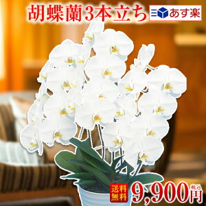 �y�����y�z���ŒZ�����z�����Ӓ���3�{����/�Ӓ���/���j��/�~�f�B/����/���j����/�J�X/�J�@/���i/���I/�A�C/���N/�J�@/�J��/�i��/�h�]/���i/�ސE/�җ�/�Ӓ���9,000�~(�ŕ�)�y�z���\�����̂݁F