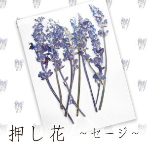 ハーブ ドライフラワーの人気商品 通販 価格比較 価格 Com ハーブ ドライフラワーの人気商品 通販 価格比較 価格 Com