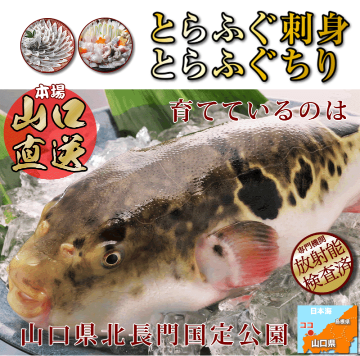 楽天市場 クーポン利用で1000円off ふぐ グルメ大賞連続受賞の店 ふぐセット 特典付 得々ふぐ鍋 刺身セット4 5人前 超冷 あす楽対応 お歳暮 ギフト 楽ギフ のし てっちり てっさ Rcp プレゼント お祝い 内祝 山口ふぐ本舗きらく