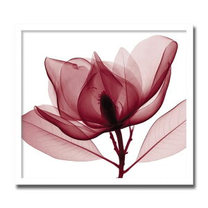 A[gpl X-rey ʐ^ Red Magnolia ԂN  A[gt[ ւɏG  G CeA Ǌ| z z rO  z v[g zG Mtg |X^[ z