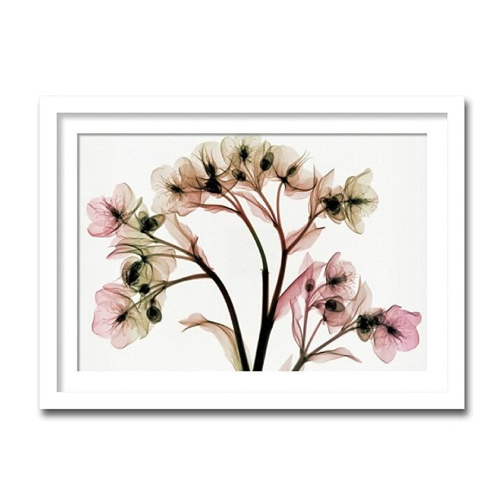 楽天市場 アートパネル X Rey 写真 Hellebore Ii クリスマスローズ 花 アートフレーム 玄関に飾る絵画 おしゃれ 絵画 インテリア 壁掛け 額入り 額装込 リビング 玄関 額 プレゼント 額絵 ギフト ポスター 額入り 油絵 輸入家具 雑貨の専門店 ｅ木楽館