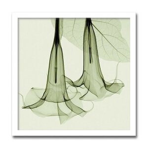 A[gpl X-rey ʐ^ Datura `EZATKI  A[gt[ ւɏG  G CeA Ǌ| z z rO  z v[g zG Mtg |X^[ z