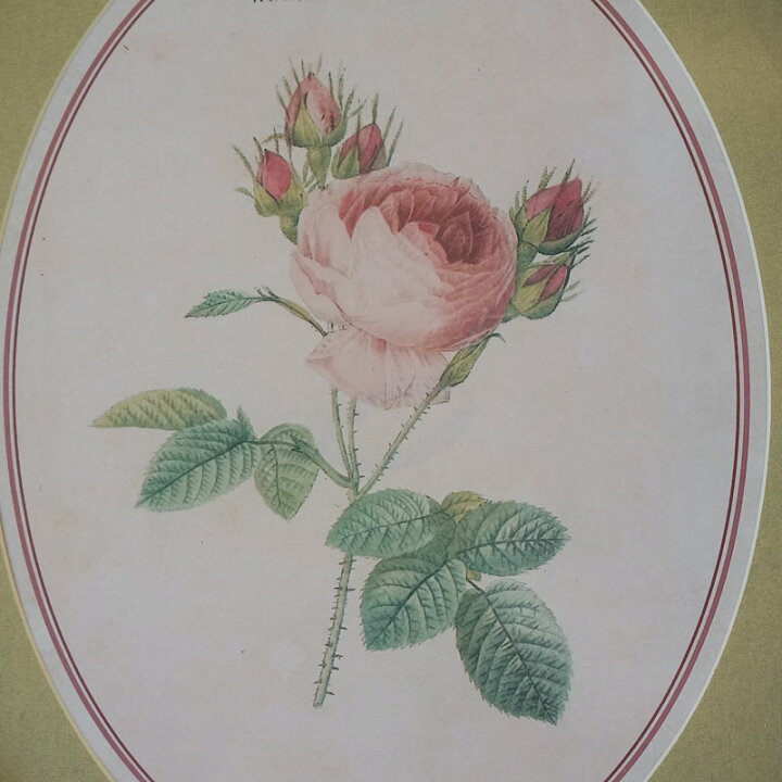 楽天市場】絵画 インテリア 額入り イタリア調 ルドゥーテ 薔薇 花 