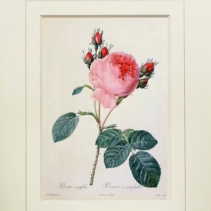 楽天市場】絵画 インテリア ルドゥーテ ローズ 絵額 複製画 『 バラ 