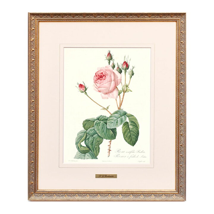楽天市場】絵画 インテリア ルドゥーテ ローズ 絵額 複製画 『 バラ 